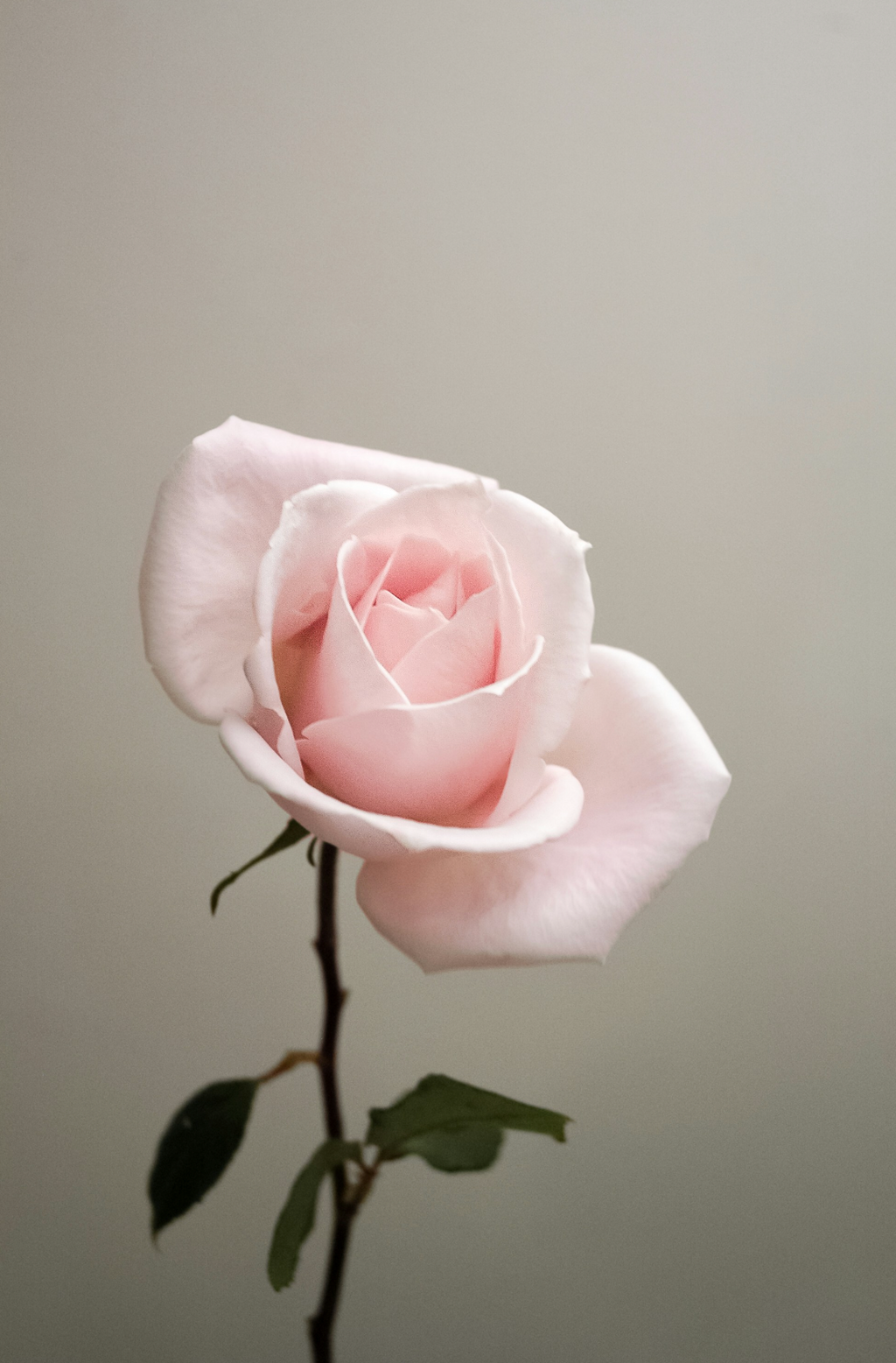 Sweet Rose 50 ml Perfume Oil Dropper