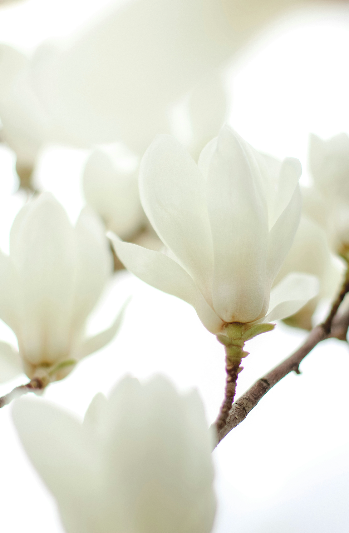 Ivory Bloom 50 ml Perfume Oil Rollerball