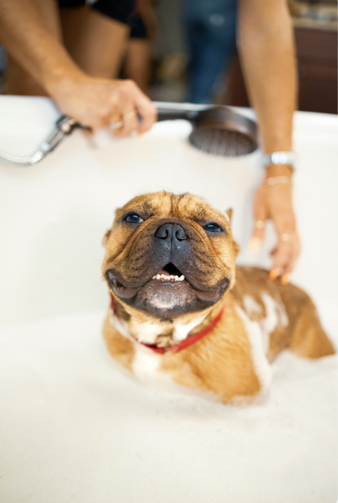 Sand + Paws Pet Shampoo & Conditioner - Oatmeal & Aloe